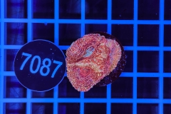 Acanthastrea bowerbanki