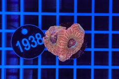 Acanthastrea bowerbanki