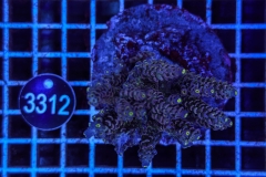Acropora Indo Maricultured