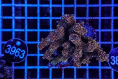 Acropora Indo Maricultured