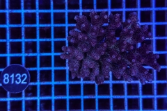 Acropora Indo Maricultured