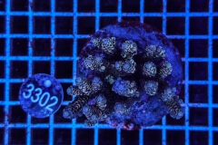 Acropora Indo Maricultured