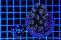 Acropora Indo Maricultured