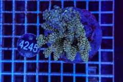 Acropora Indo Maricultured