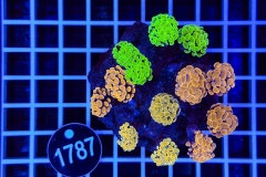 Euphyllia paraancora