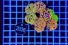 Euphyllia paraancora