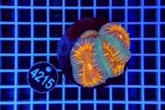 Lobophyllia
