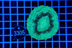 Cynarina lacrymalis (Acanthophyllia) 