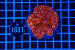 Cynarina lacrymalis
