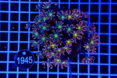 Clavularia