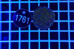 Acropora