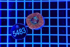 Acanthastrea bowerbanki