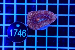Acanthastrea bowerbanki