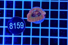 Acanthastrea bowerbanki