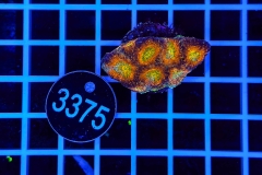 Acanthastrea echinata