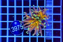Euphyllia glabrescens