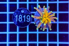 Euphyllia glabrescens