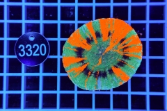 Scolymia australis