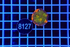 Acanthastrea echinata