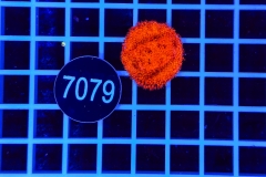 Montipora