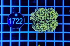 Euphyllia paraancora