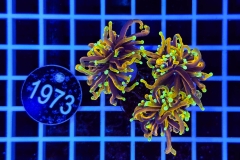 Euphyllia glabrescens