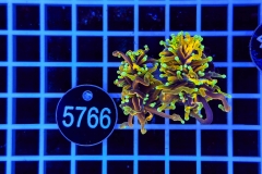 Euphyllia glabrescens