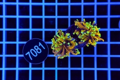 Euphyllia glabrescens