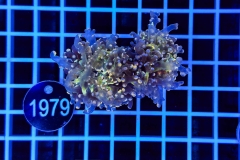 Euphyllia paradivisa