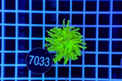Euphyllia glabrescens