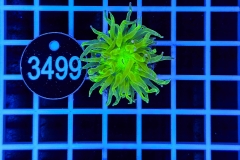 Euphyllia glabrescens