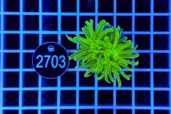 Euphyllia glabrescens