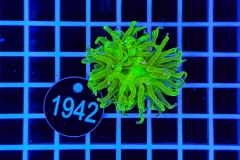 Euphyllia glabrescens