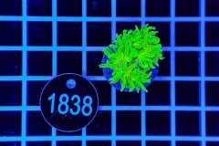 Euphyllia glabrescens