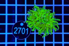 Euphyllia glabrescens