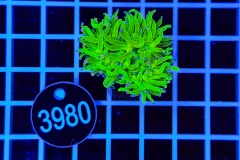 Euphyllia glabrescens