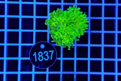 Euphyllia glabrescens