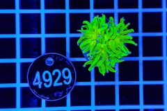 Euphyllia glabrescens