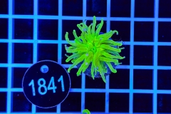 Euphyllia glabrescens
