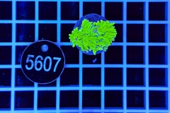 Euphyllia glabrescens