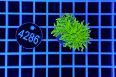 Euphyllia glabrescens