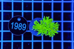 Euphyllia glabrescens
