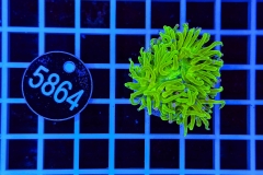 Euphyllia glabrescens