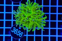 Euphyllia glabrescens
