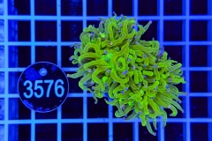 Euphyllia glabrescens