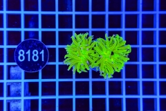 Euphyllia glabrescens