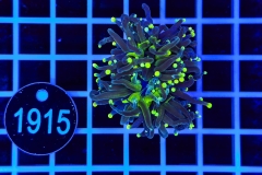Euphyllia glabrescens