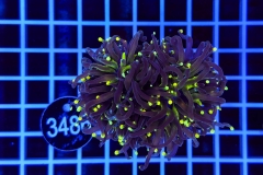 Euphyllia glabrescens