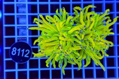 Euphyllia glabrescens Holy Grail