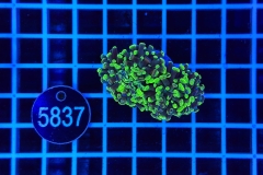 Euphyllia paraancora